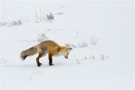 Red Fox Hunting Free Stock Photo - Public Domain Pictures