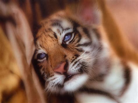 Cute Baby Tiger Wallpaper - WallpaperSafari