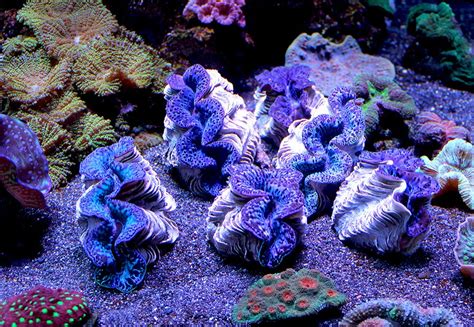 Giant clams make a stunning addition to a reef tank. This species is ...