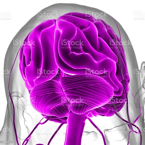 Human Brain Anatomy For Medical Concept 3d Stock Photo - Download Image ...