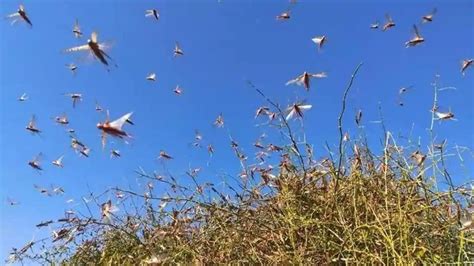 Northern India faces worst locust plague in decades : r/collapse