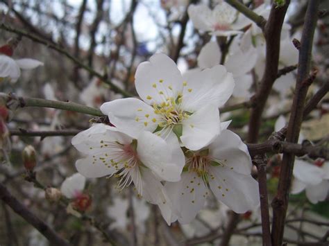 Almond Blossom Free Stock Photo - Public Domain Pictures