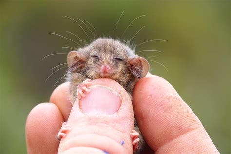 World's Smallest Possum Found, A Sign of Life on Kangaroo Island Post ...