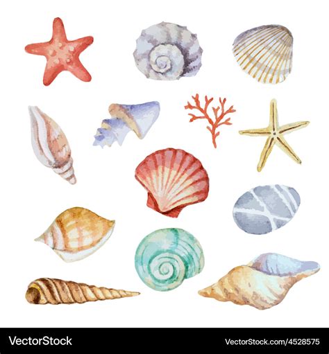 Watercolor set seashells Royalty Free Vector Image