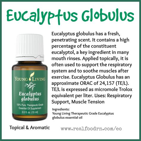 Eucalyptus Globulus Essential Oil | Real Food RN