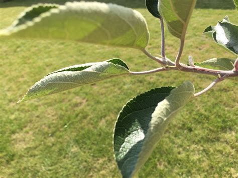 Apple Tree Leaf Curling — BBC Gardeners' World Magazine