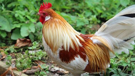 Dutch Bantam Chicken: Size, Eggs, Temperament, and Care