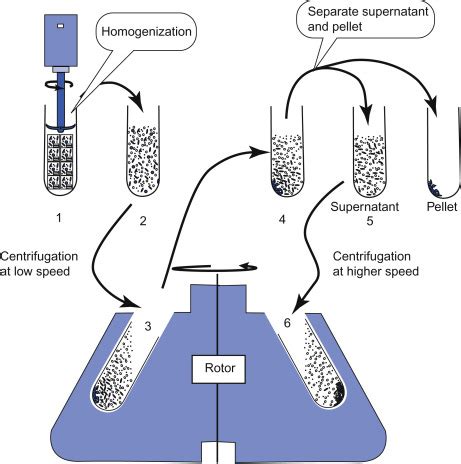 Schematic Diagram Of Cell Fractionation - Circuit Diagram