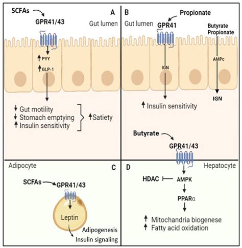 Mode of action of SCFAs: (A) activation of GPR41 and GPR43 boosts the ...