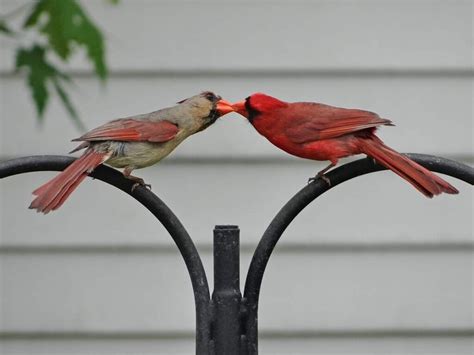 Northern Cardinals - Courting and Nest Creation