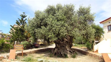 Oldest olive tree in Greece