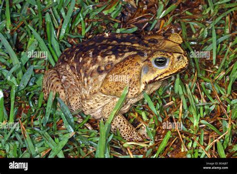 Cane toad poison hi-res stock photography and images - Alamy