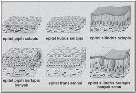 Epitel Kubus Selapis, Banyak dan Semu - Pengertian