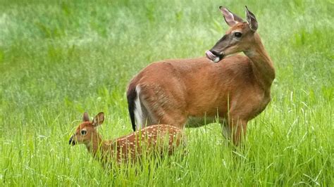 Maine and Massachusetts are the last states to keep bans on Sunday ...