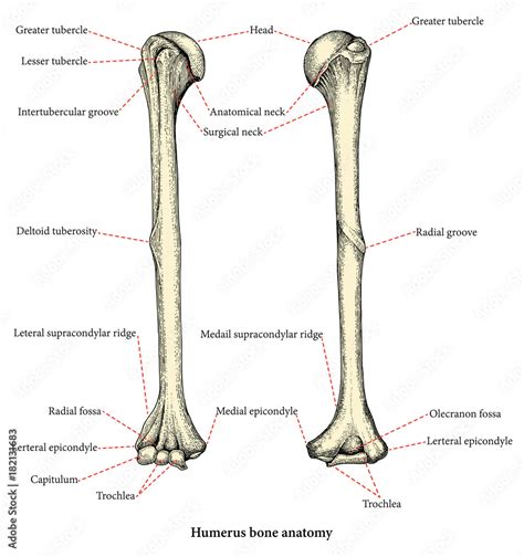 Anatomy of upper human arm bones hand drawing vintage style,Human ...