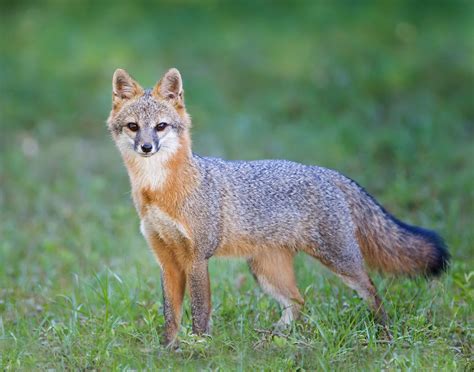 Florida's Grey Fox - Beautiful Creature