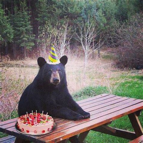 Travis Marsh on Twitter | Bear birthday, Bear meme, Bear