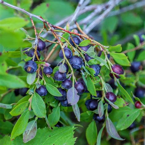 Organic Big Huckleberry Plant vaccinium Membranaceum Seeds - Etsy