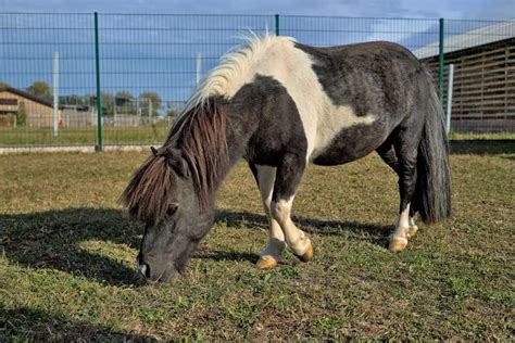 Falabella Horse Breed: Care, Cost & History (2024) | Horses Only