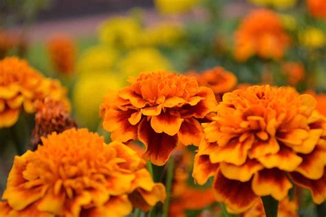 How to Identify and Control 9 Marigold Diseases | Gardener's Path