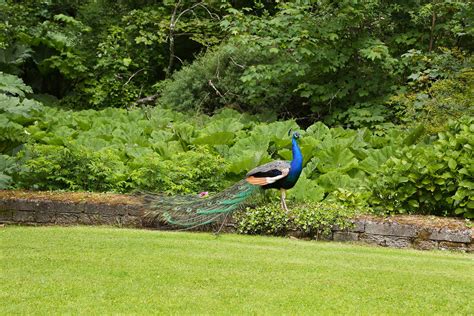 Marlfield House Gardens - Picture Gallery of Marlfield Gardens