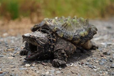 Baby Snapping Turtle: Complete Care Guide and Breed Info | Fishkeeping World