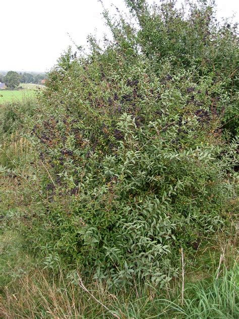 Privet | Evergreen, Hedging, Shrub | Britannica