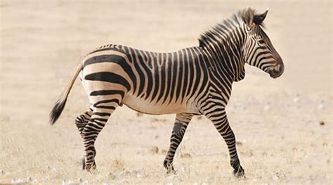 Hartmann's mountain zebra Conservation at Marwell Zoo