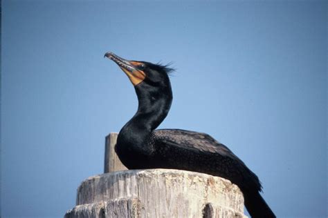 Free picture: double, crested, cormorant, dock, piling