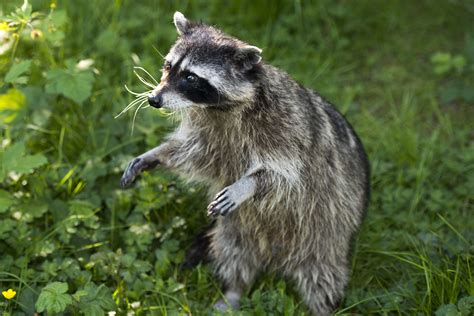 Rabid raccoons are taking over New York City