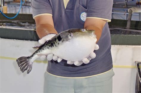 En Japón, los peces globo tigre se encuentran en agua caliente ...