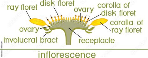 Structure of flower of sunflower in cross section. Diagram of flower head or pseudanthium. Parts ...