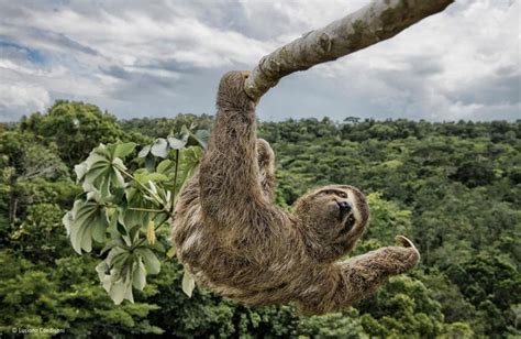 Bellezza e natura, ecco i 24 scatti finalisti del Wildlife photographer ...