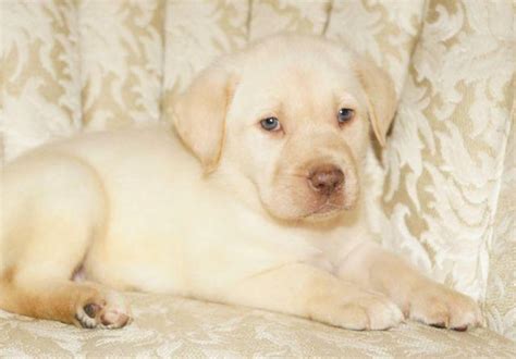 Yellow English Labrador Retriever Puppies for Sale in Adrian, Georgia ...