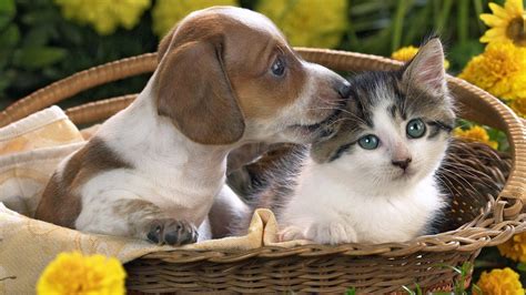 Cats and Dogs Wallpapers - Top Free Cats and Dogs Backgrounds - WallpaperAccess