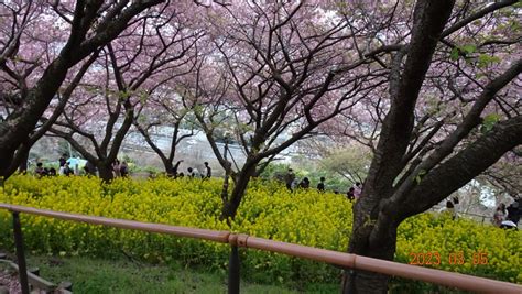 2023お花見を実施しました！ | 全国一般労働組合全国協議会神奈川