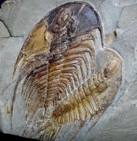 21 Fossils alabama ideas | fossils, alabama, fossil