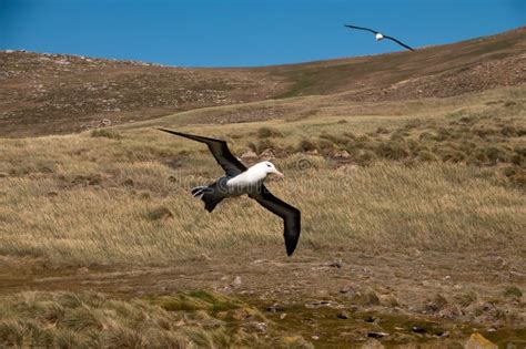 Black-Browed Albatross on Westpoint Island Stock Photo - Image of ...