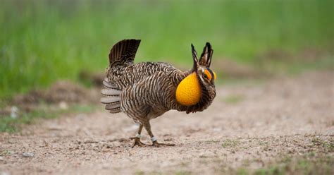 The Fight to Save a Prairie Chicken - The New York Times