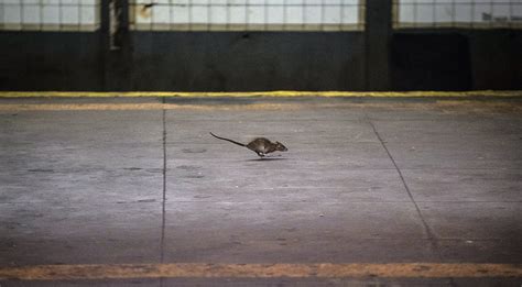 How the Brown Rat Conquered New York City (and Every Other One, Too ...