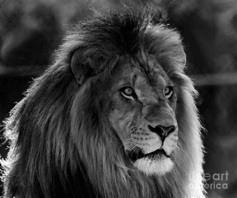 Lion Male Black and white Photograph by Roger Becker - Pixels