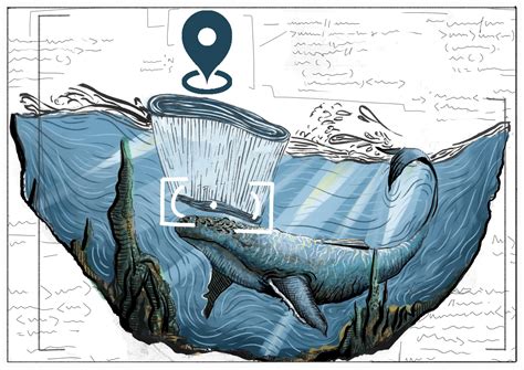 Applying Deep Learning to Right Whale Photo Identification | Current Conservation