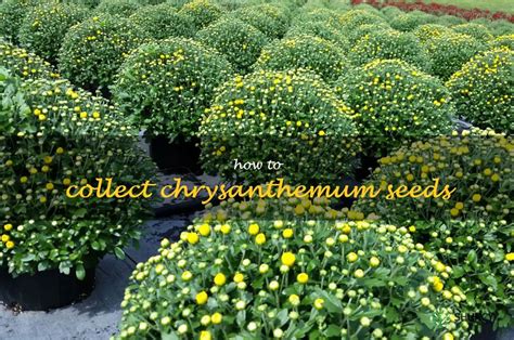 Gardening 101: An Easy Guide To Collecting Chrysanthemum Seeds | ShunCy