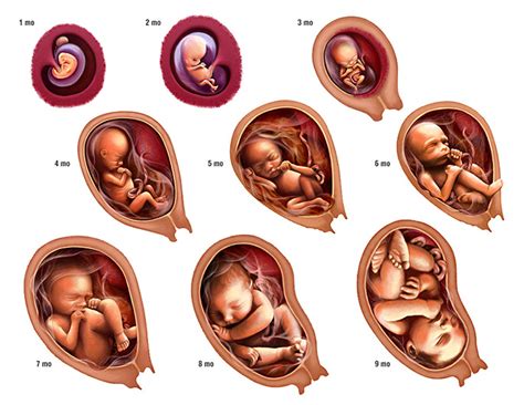 Embryonic Development - Jonathan's Classroom