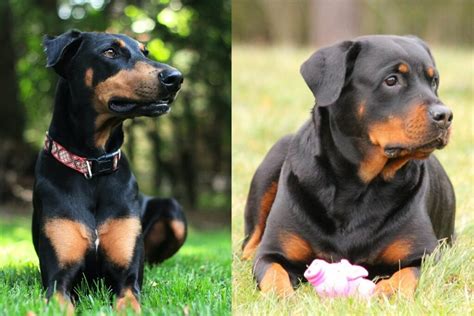 Doberman Vs Rottweiler - Comparison Of Two German Guard Dogs