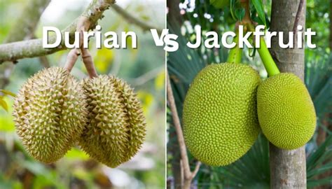 Durian vs. Jackfruit - Similarities & Differences Explained - Rennie ...