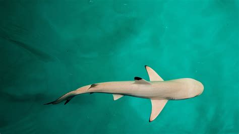 1920x1080 Baby Shark 4k Laptop Full HD 1080P HD 4k Wallpapers, Images, Backgrounds, Photos and ...