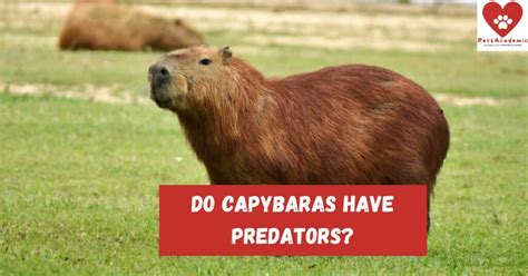 Do Capybaras Have Predators? Read This to Learn More About The Predators of Capybaras. – Pets ...