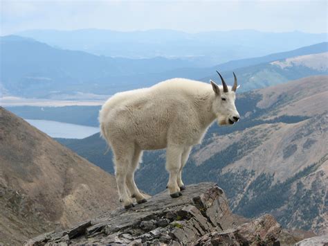 File:Mountain Goat Mount Massive.JPG - Wikimedia Commons