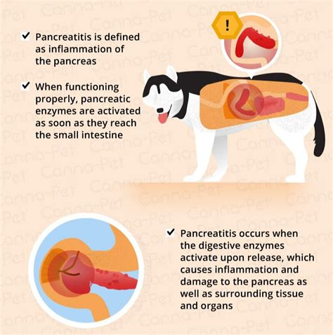 Canine Pancreatitis — Husky Haven of Florida